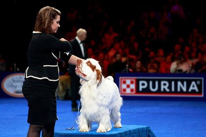 National Dog Show