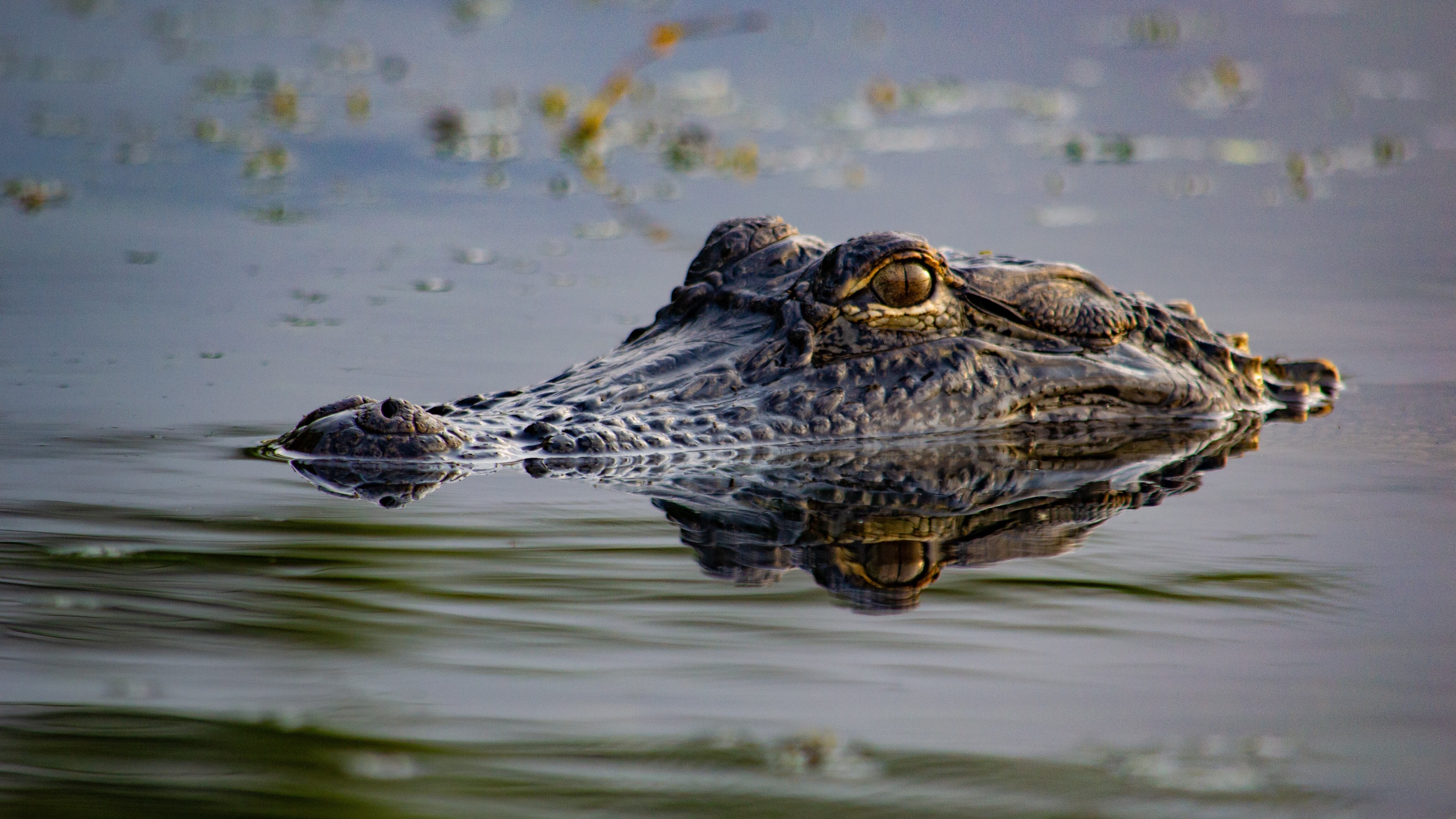 alligator