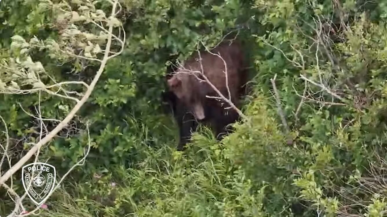Brown bear