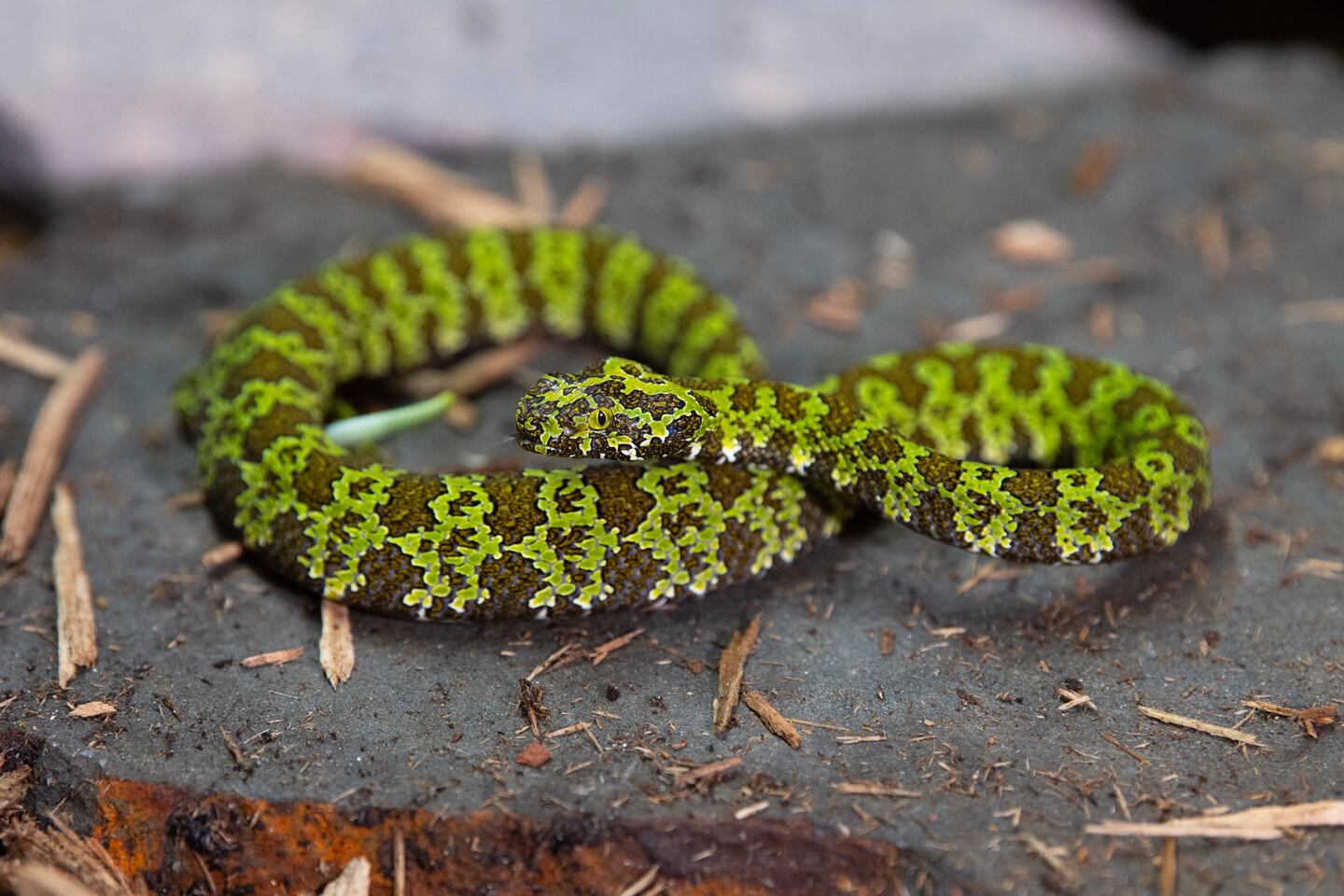 pit viper